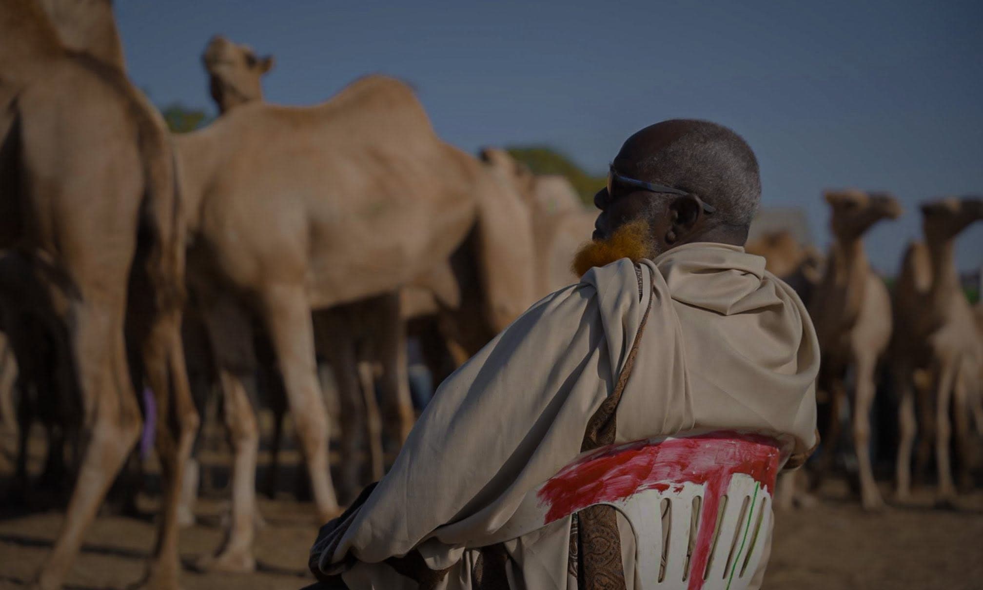 An elder seated among camels at a livestock market